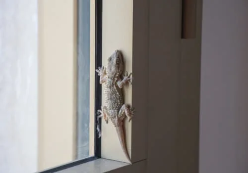 Lizard Control