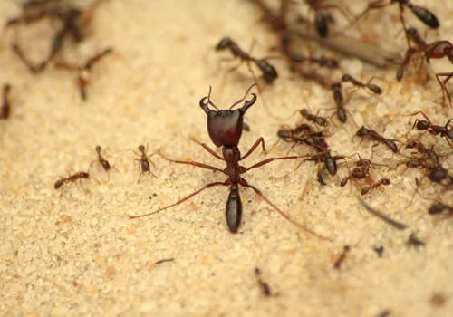 Mosquito Control