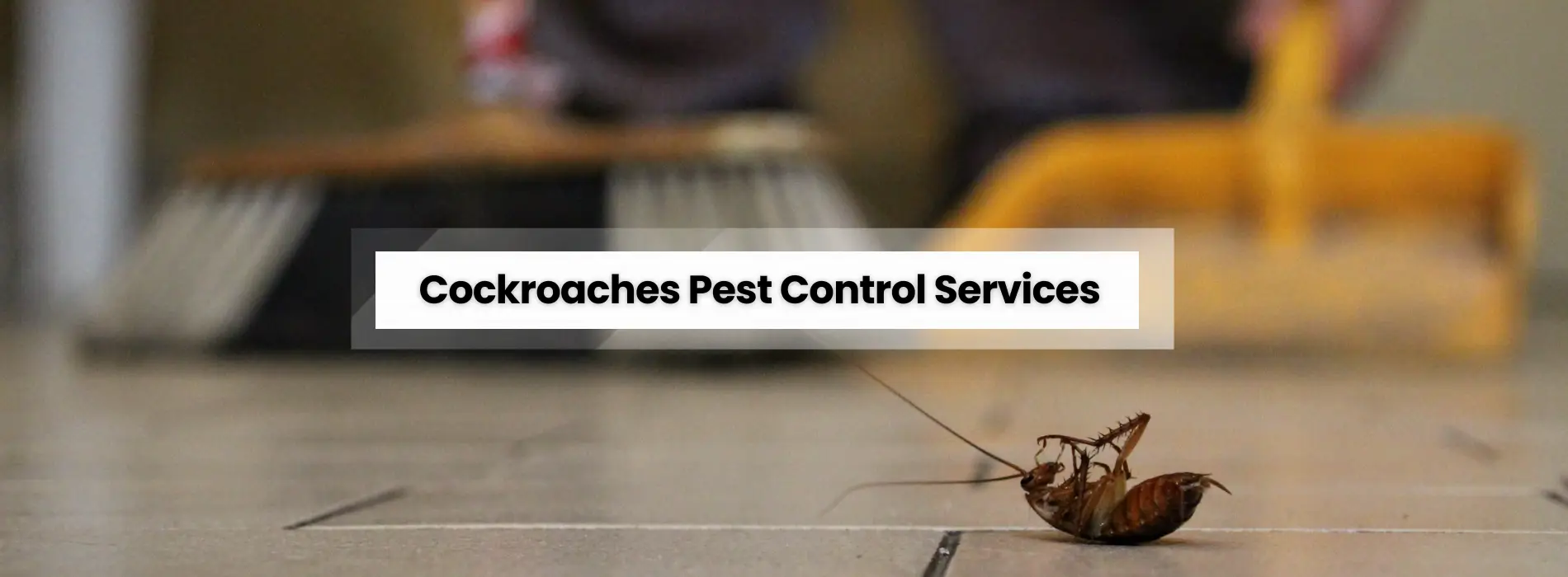 Cockroaches Pest Services