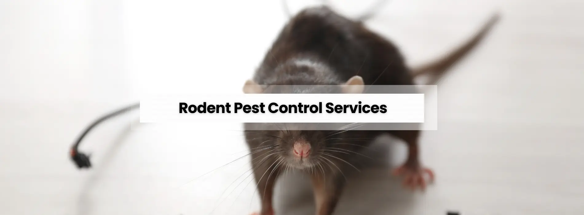 Rodent Pest Services