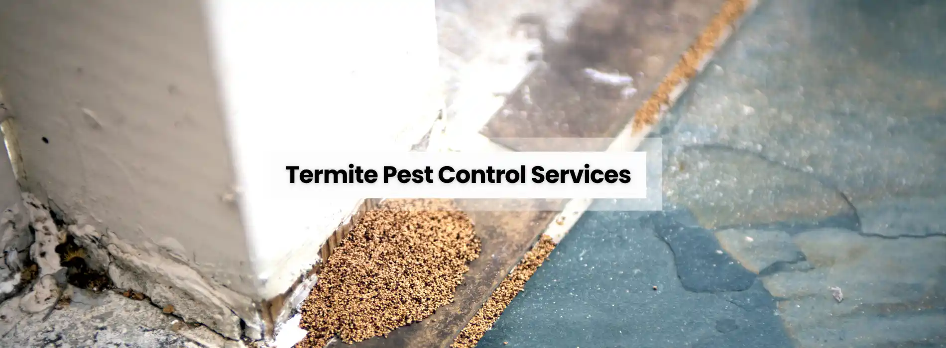Termite Pest Services