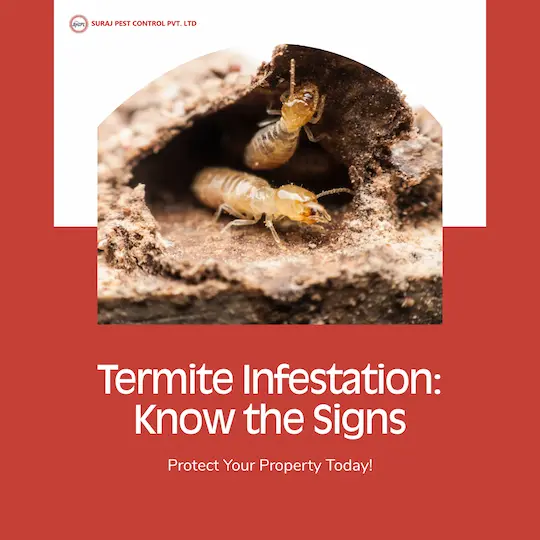 Anti termite treatment in Lajpat Nagar