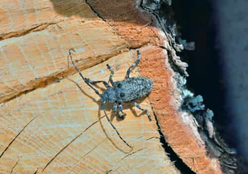 Wood Borer Control
